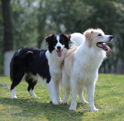 Current situation of the pet industry